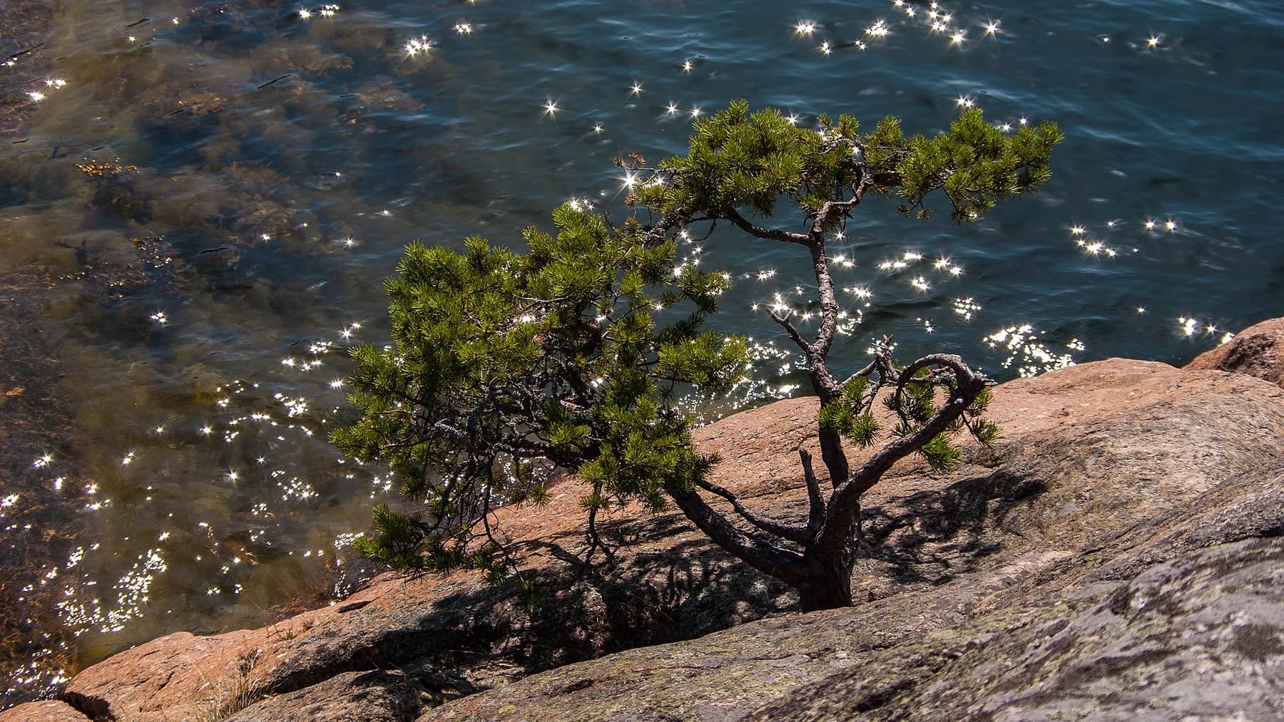 Vindpinad tall på varm klippa över solglittrande vatten vid Finnhamn